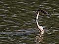 Australian Darter Fishing.jpg