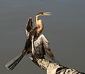 Anhinga novaehollandiae drying.jpg