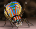 Male peacock spider2.svg