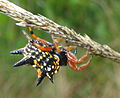 Austracantha minax side.jpg