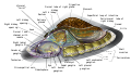 Saltwater Limpet Diagram-en.svg