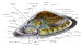 Saltwater Limpet Diagram-en.svg