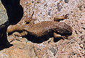 Atacama lizard1.jpg