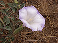 Datura stramonium.jpg