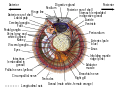 Scallop Diagram2.svg