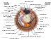 Scallop Diagram2.svg