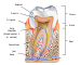 Human tooth diagram-en.svg