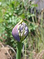 Agapanthus on Madeira.jpg