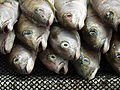 Fishmarket 03.jpg