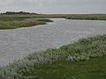 Kwelder op Schiermonnikoog.JPG