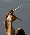 Anhinga novaehollandiae mouth.jpg