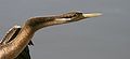 Anhinga novaehollandiae neck.jpg