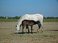 Camargue suckling.JPG