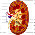 Kidney PioM.png