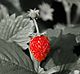 Fragaria vesca berry2EDIT.JPG