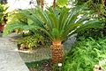 Cycas revoluta.Düsseldorf.jpg