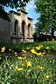 !-2011-wschowa-lapidarium-steiner-abri--tulipa-sylvestris.jpg