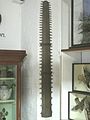 BedfordMuseumSawfishSaw.JPG