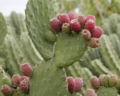 Prickly pears 2.jpg