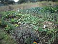 AllotmentLavenderButternut.JPG