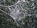 FrostyCobweb.JPG