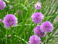 Allium schoenoprasum, flowers.jpg