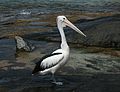 Australian Pelican Kioloa.jpg