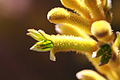 Anigozanthos rambubona 2.jpg